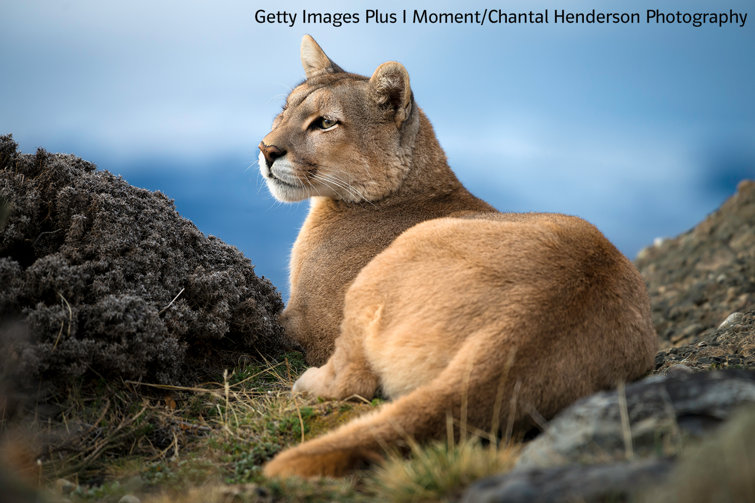 Ein Puma (Andenlöwe), der sich in einer Hochgebirgslandschaft ausruht und mit erhobenem Kopf auf der Seite liegt.